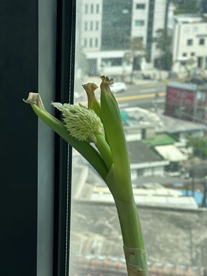 대파
